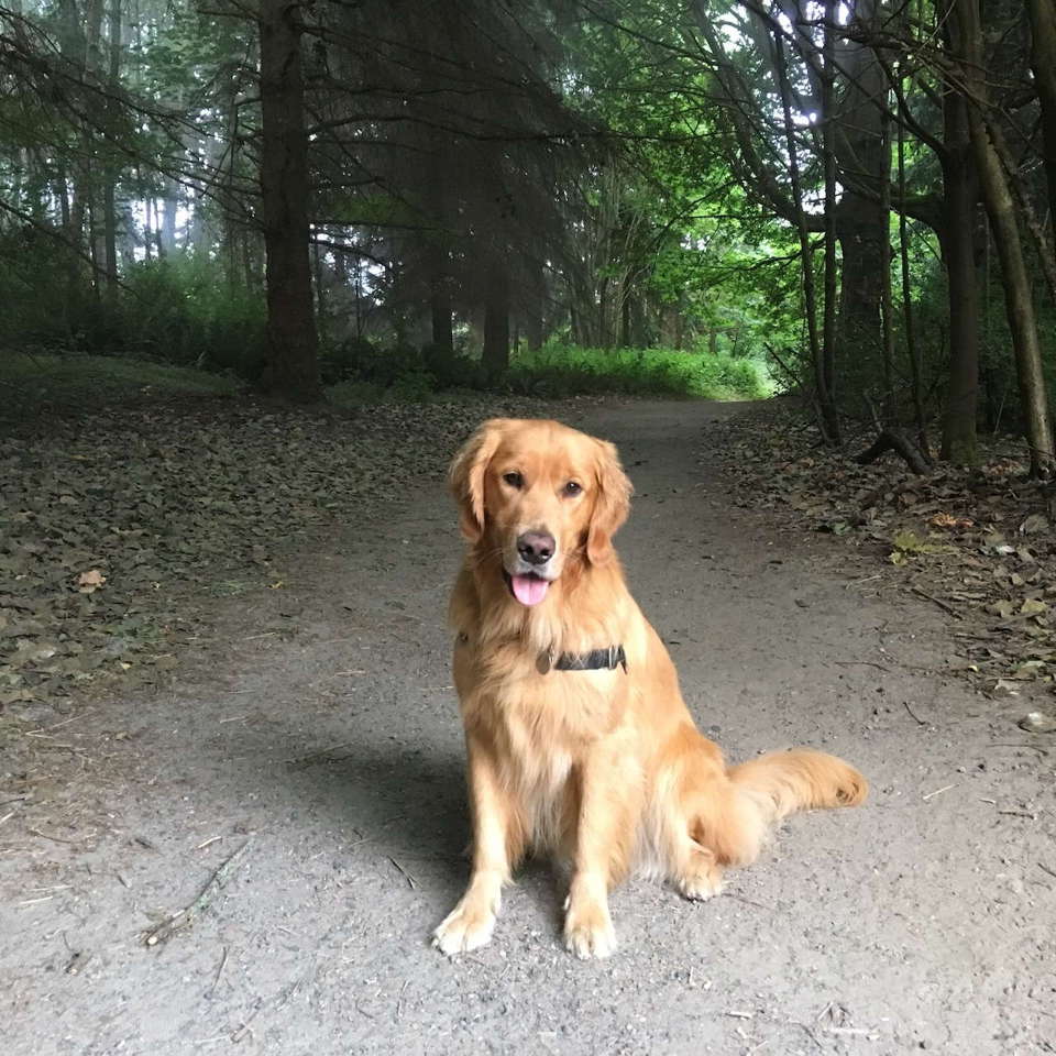 A photo of our Golden Retriever Hank