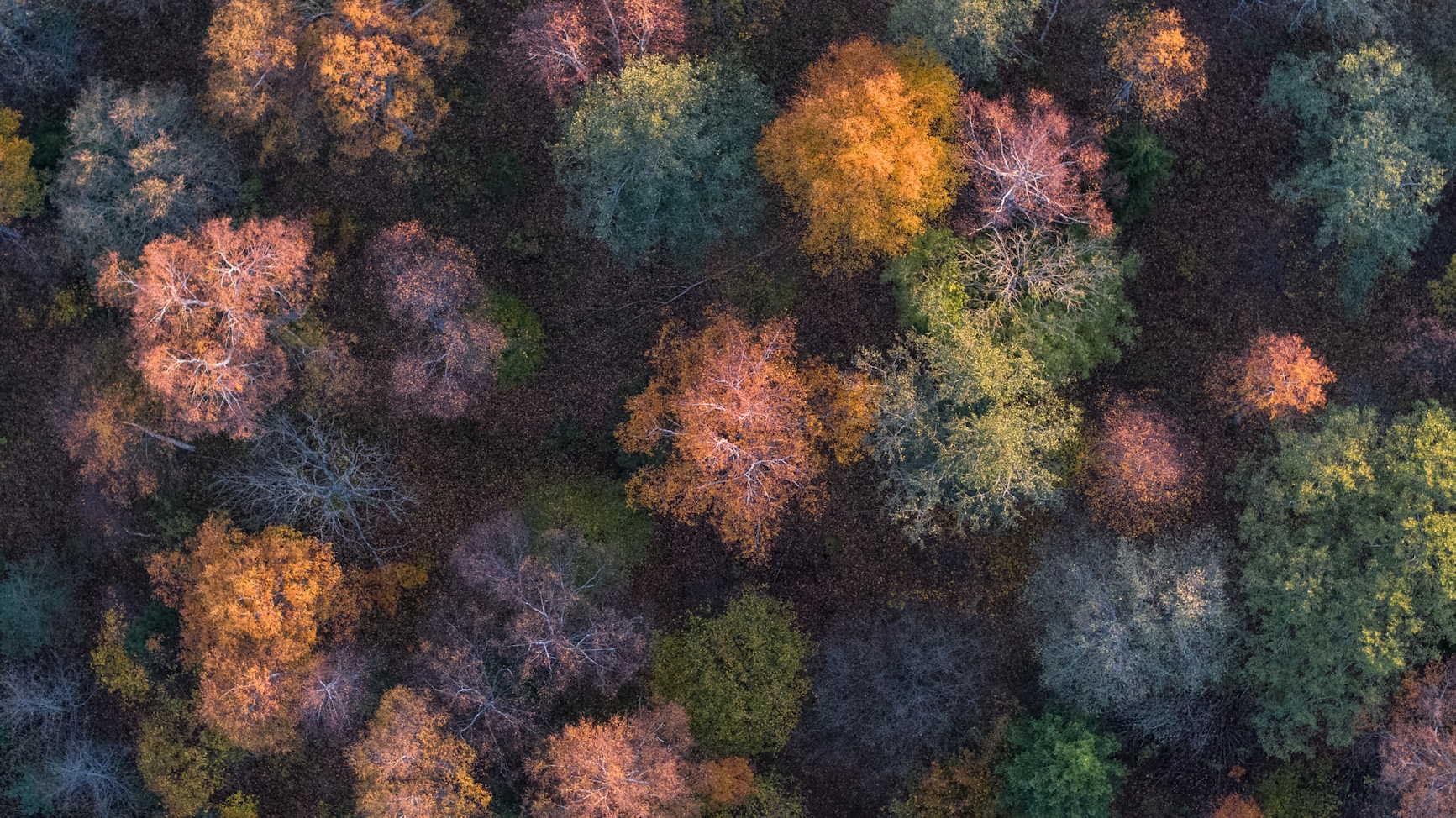 Autumn colors in the woods
